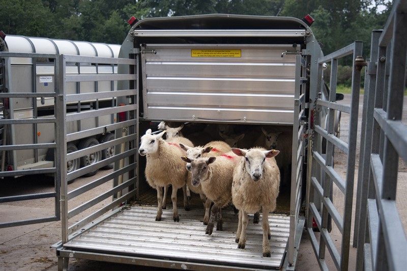 Texel and Charollais cross sheep. Livestock for auction being transported to Rugby Farmers' Market